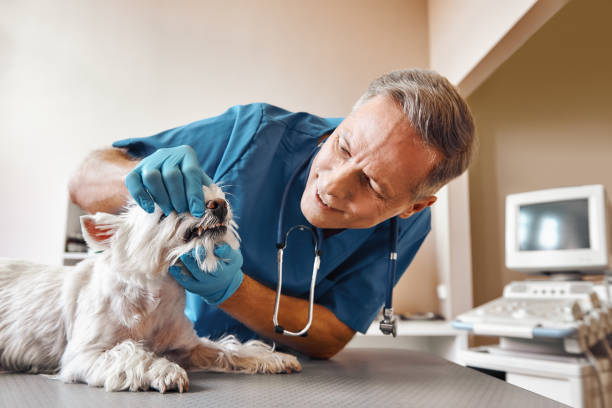 Best Emergency X-Rays and Diagnostics in Rockville, IN